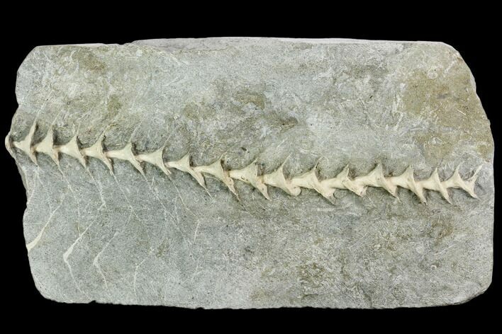 6.8" Archimedes Screw Bryozoan Fossil - Illinois